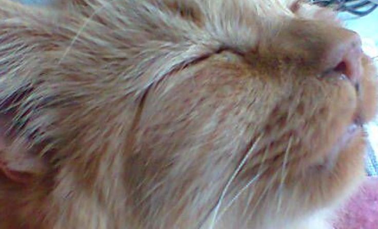 Die Katze konnte gerettet werden.