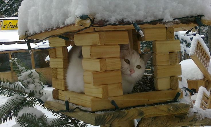 Eine listige Katze auf der Jagd. Foto: Emil Jusic