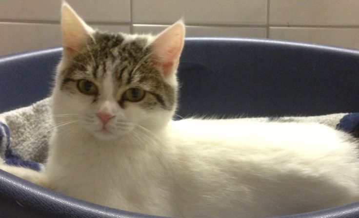 Angel sucht ein neues Zuhause.