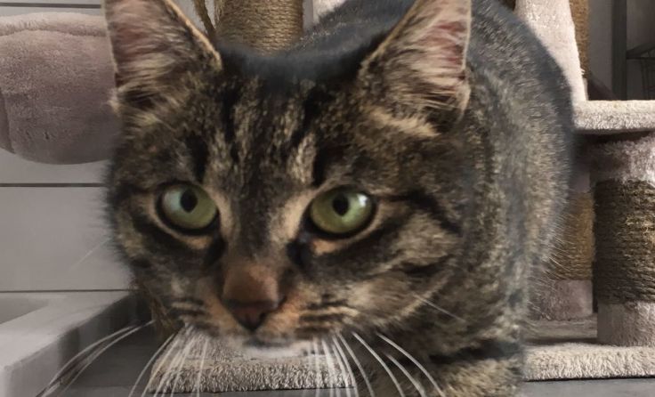 Tigerkatze Pretty