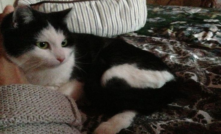 Mephisto sucht ein neues Zuhause.