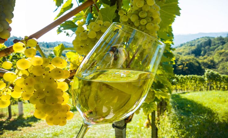 Am 4. und 5. August findet „Wein im Wald“ am Baumkronenweg statt. Foto: Wodicka