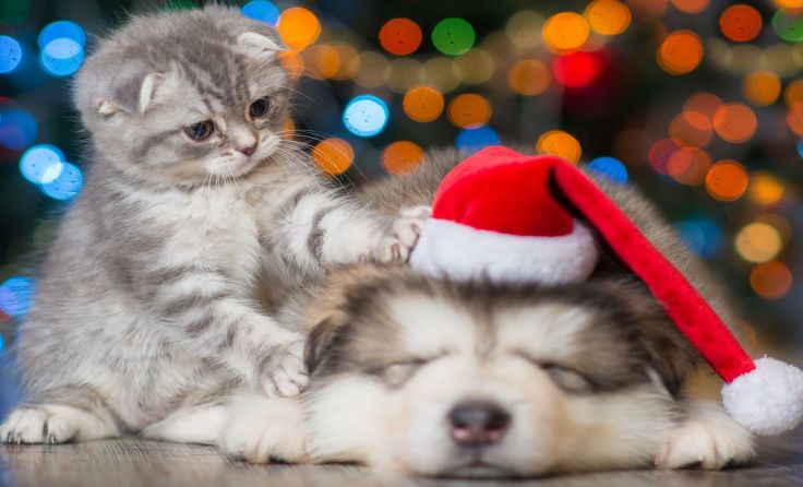 Tiere zu verschenken, sollte man sich genau überlegen. Foto: Ermolaev Alexander/shutterstock.com