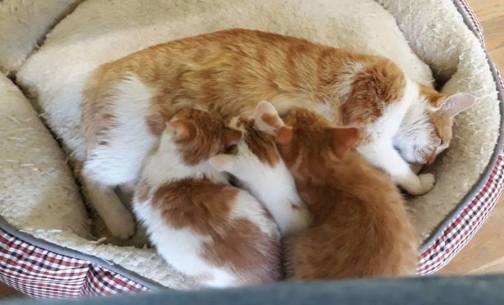 Ein Unbekannter wollte die Katzenmama samt Kitten loswerden. Foto: Tierschutzverein