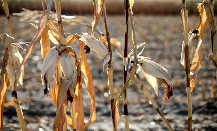 Die lange Dürreperiode stellte viele Landwirte vor Herausforderungen. Foto: Wodicka