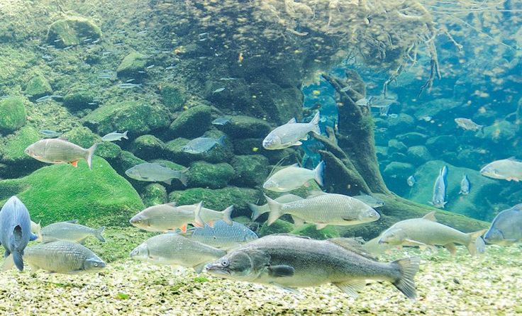 Fischschwarm (Foto: Michael Jung)