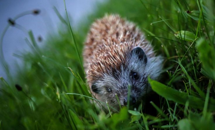 Igel brauchen ein Winterquartier. (Foto: Weihbold)