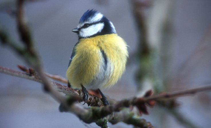 Blaumeise (Foto: Josef Limberger)