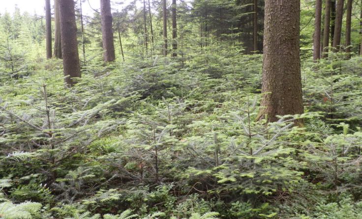 Die Feuergefahr für Wald und Felder ist enorm hoch. (Foto: Rechberger/BBK Ried Schärding)