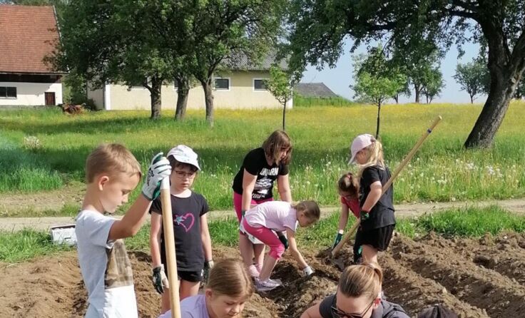 Die Volksschüler halfen beim Erdäpfel setzen. (Foto: privat)