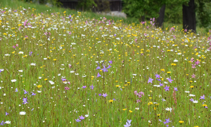Bunte Blumenwiese (Foto: Gudrun Fuß)
