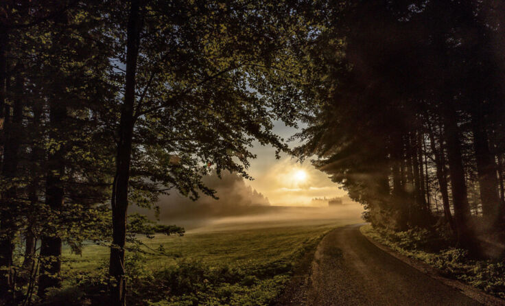 Siegerbild (Foto: STEMMSI_FOTO)
