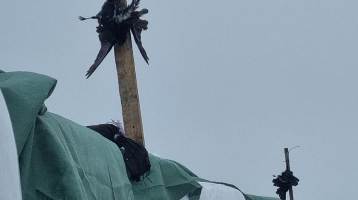 Tote Krähen bei Siloballen: Aufregung in Gaspoltshofen