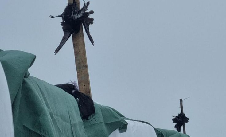 Tote Krähen zur Abschreckung (Foto: privat)