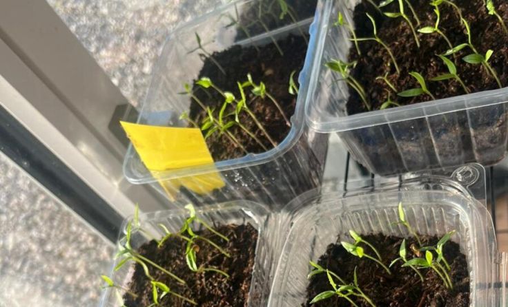 Jungpflanzen (Foto: Claudia Ortner)