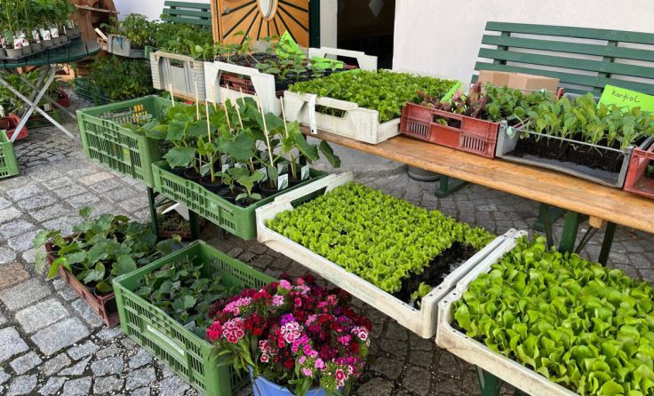 Pflanzen für den Hausgarten (Foto: Furthmühle Pram)