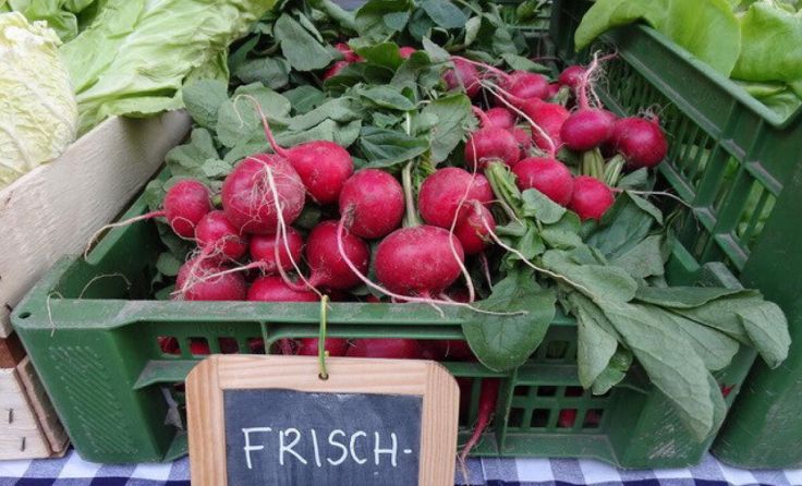 Frische Radieschen (Foto: Furthmühle Pram)