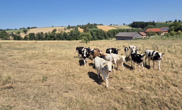 Die Kühe leiden unter der Dürre. (Foto: IG-Milch)