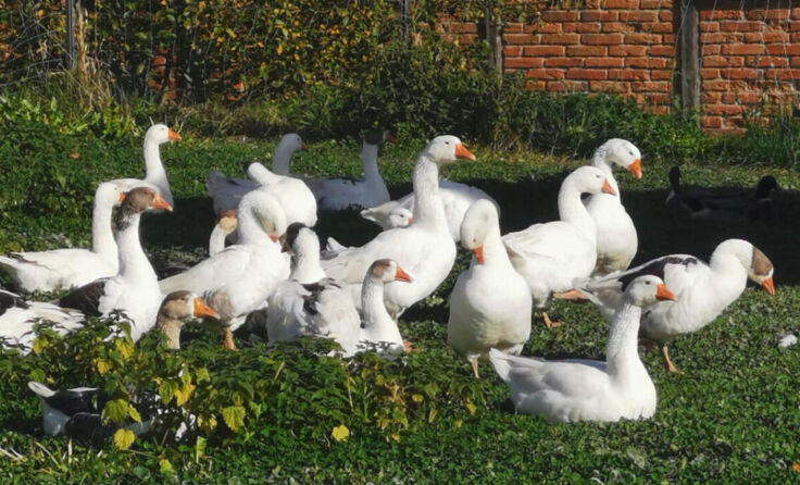 Gänse (Foto: Furthmühle Pram)
