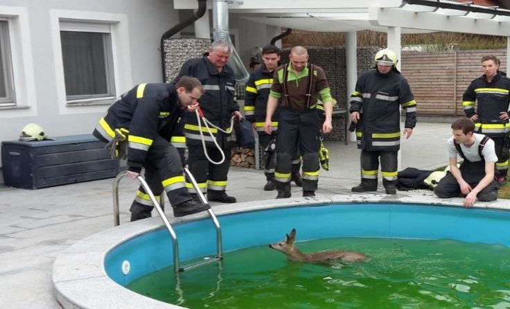 Schlussendlich konnten die Feuerwehrler das Reh aus dem Pool befreien.