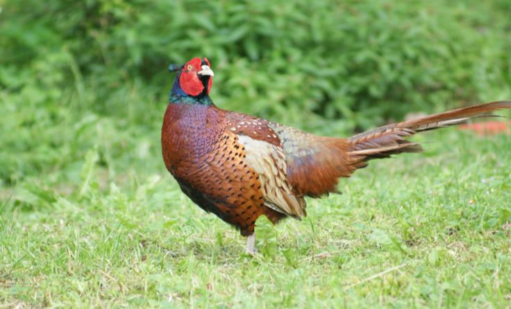 Ein schöner Kerl, der Herr Ferdinand.