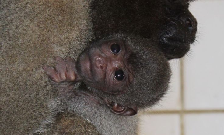 Das kleine Wollaffenbaby ist derzeit das Einzige in Europa. Foto: Zoo Schmiding