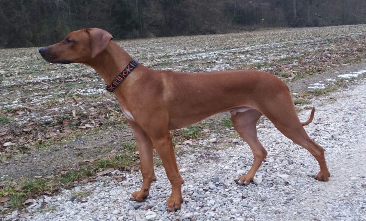 Dieser wunderschöne Rhodesian Ridgeback wird gesucht.