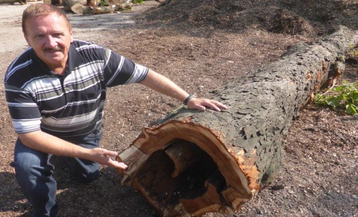 Wolfgang Burgstaller und der Naturbienenstock in der Kastanie.