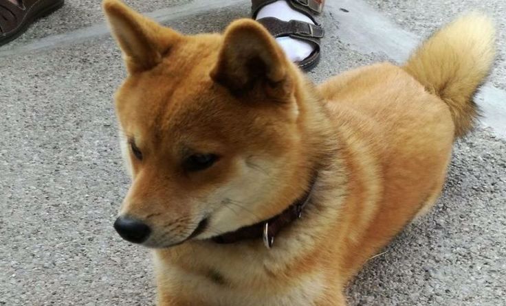Eiko wird gesucht