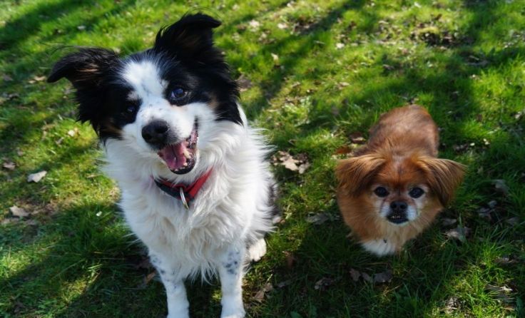 Die Beiden suchen ein liebevolles Zuhause.