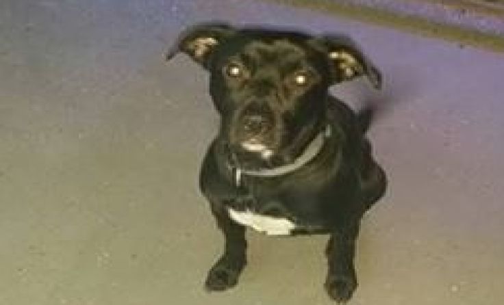 Wer hat den Hund gesehen?