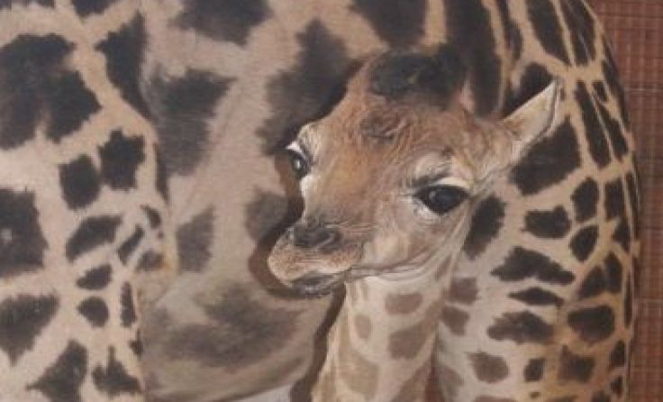 Das Giraffenbaby ist schon fleißig unterwegs. Foto: Zoo