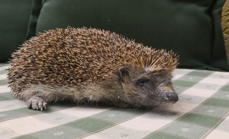 Nun ist er wieder fit der junge Igel, dank der Tierärzte und Franz Strohofer.