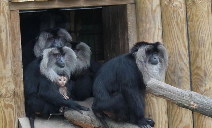 Auch die Affen im Welser Tierpark bekommen am 24. Dezember Geschenke. Foto: Stadt Wels