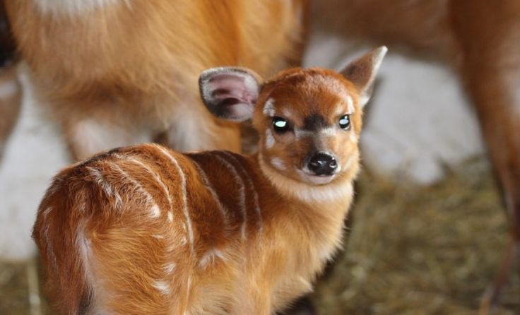 Die kleine Sitatungaantilope ist noch ein bisschen schüchtern. Foto: Zoo Schmiding