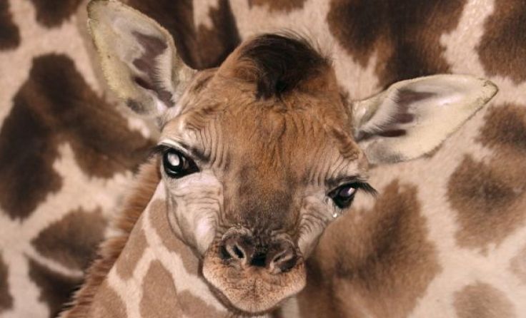 Junges Giraffenbaby Foto: Zoo Schmiding