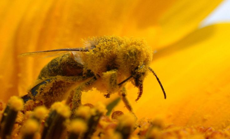 Den Biene drohen derzeit viele Gefahren. Diebstahl gehört auch dazu. Symbolfoto: Wodicka