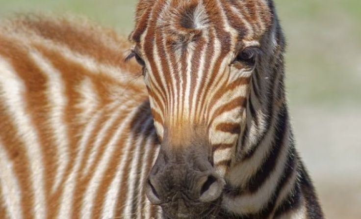 Das Zebrafohlen ist bereits viel unterwegs. Foto: Zoo Schmiding/Schnauder