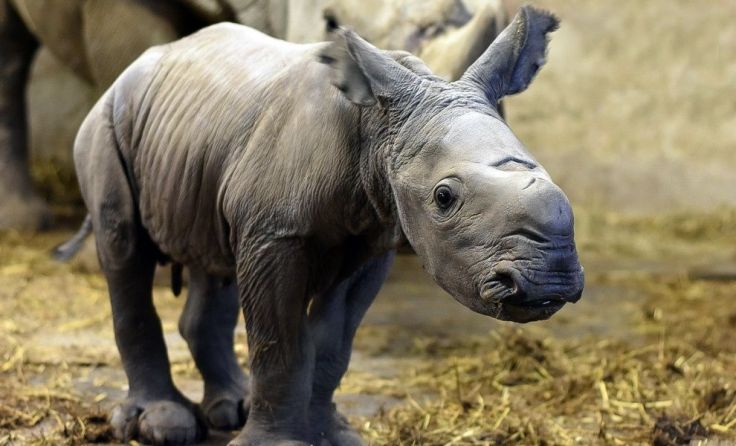 Wieder Babyalarm bei den Krenglbacher Breitmaulnashörnern. Foto: Zoo Schmiding