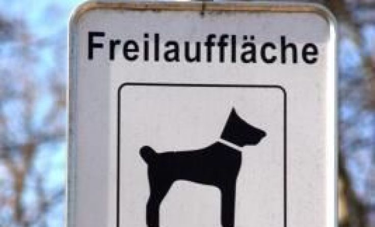 Es gibt derzeit kein Freilaufen von Hunden in Marchtrenk. Symbolfoto: Wodicka