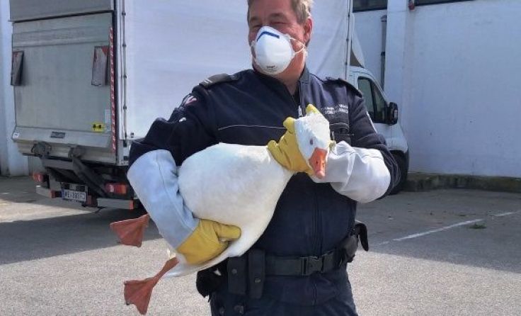 Ordnungswache sucht Besitzer der Gans. Foto: Stadt