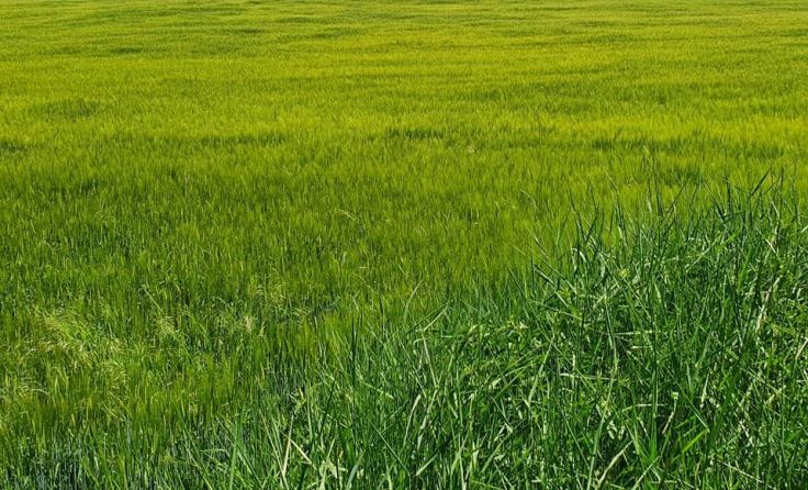 Die ehemalige Maurer-Deponie wird wieder zum Streitpunkt. Fotos: Grüne 