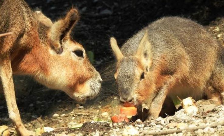 Zweifach Nachwuchs bei den Maras Foto: ZooSchmiding / Mario Reichenberger