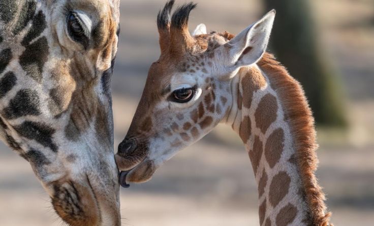 Nuka liebkost die Mutter (Foto: Zoo Schmiding/ Peter Sterns)