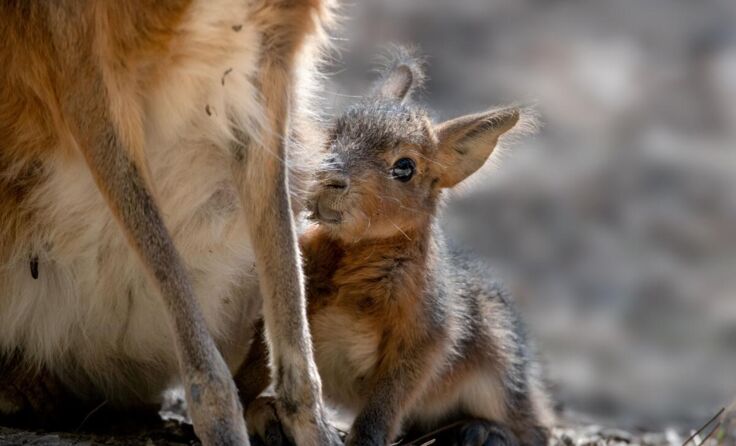 Der junge Pampashase (Foto: Zoo Schmiding/ Peter Sterns)