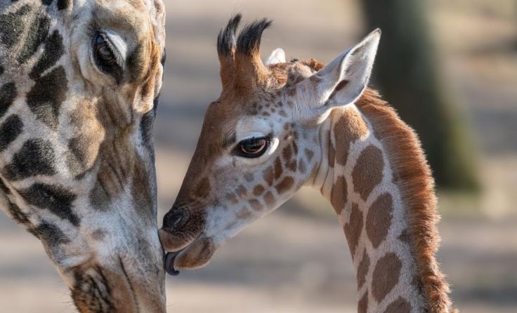 Wenn sich Giraffen küssen (Foto: Zoo Schmiding/ Peter Sterns)