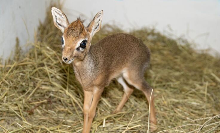 Süßer Nachwuchs in Schmiding (Foto: Zoo Schmiding/ Peter Sterns)