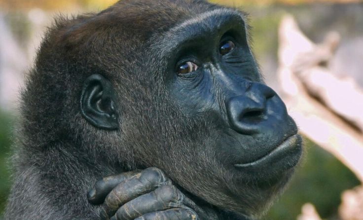 Gorilla-Dame Milele, neu im Zoo Schmiding (Foto: Klingler)