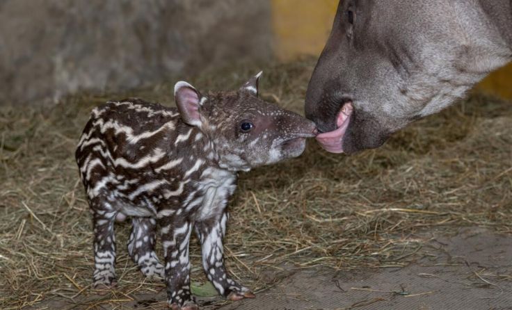Das Jungtier und die Mutter (Foto: Zoo Schmiding/ Peter Sterns)