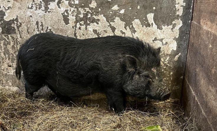 Das Hängebauchschwein ist jetzt im Tierheim Freistadt. (Foto: Tierhilfe)